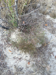 Beach pinweed (Lechea maritima)