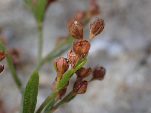 Beach pinweed (Lechea maritima)