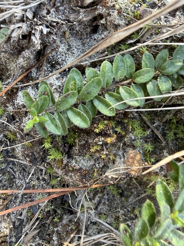 Hairy pinweed (Lechea mucronata)