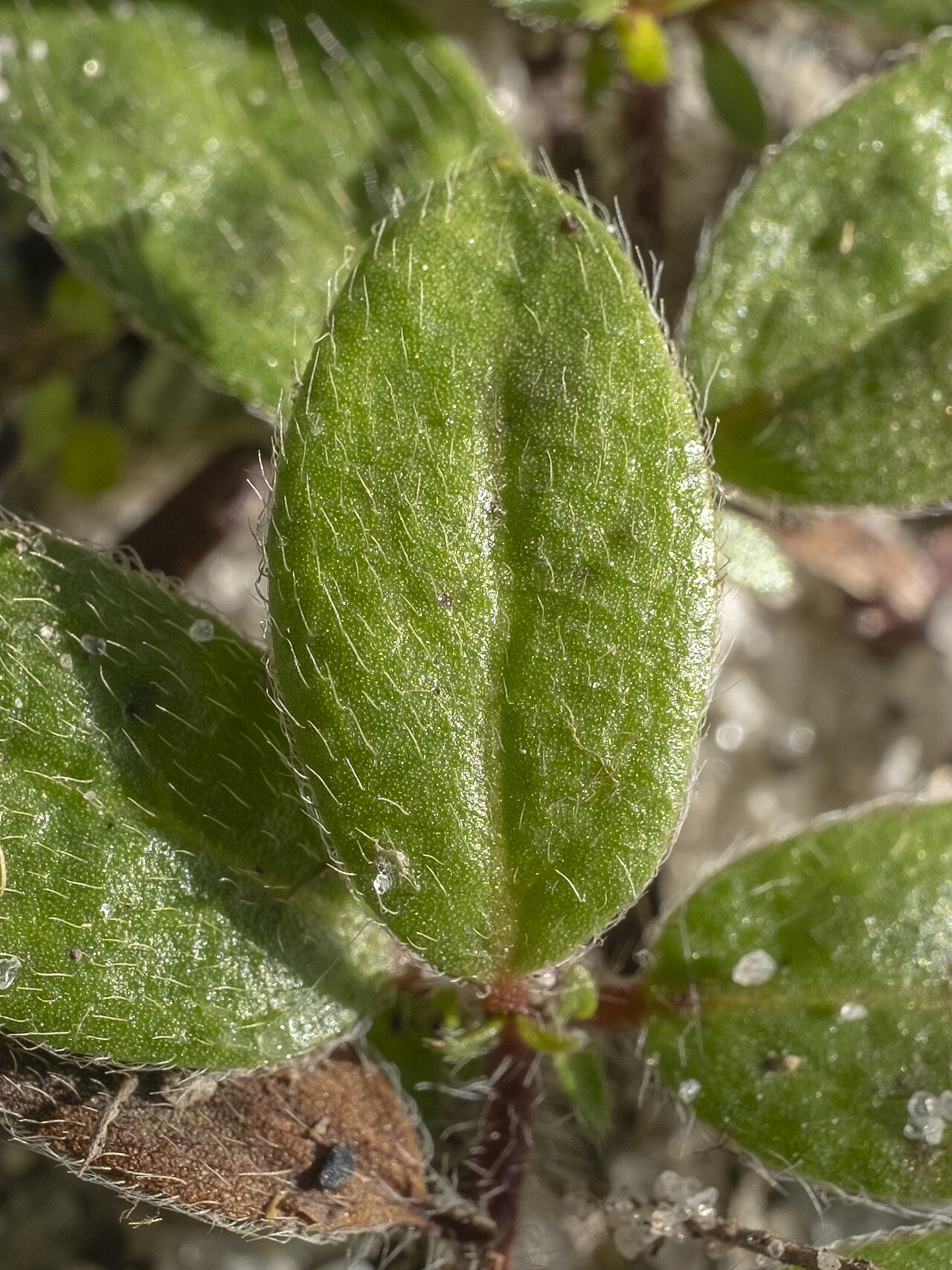 Hairy pinweed: Hairy Pinweed ( Lechea mucronata ) in the United States