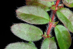 Hairy pinweed (Lechea mucronata)