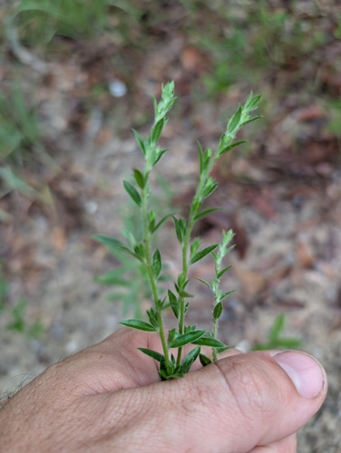 Hairy pinweed (Lechea mucronata)