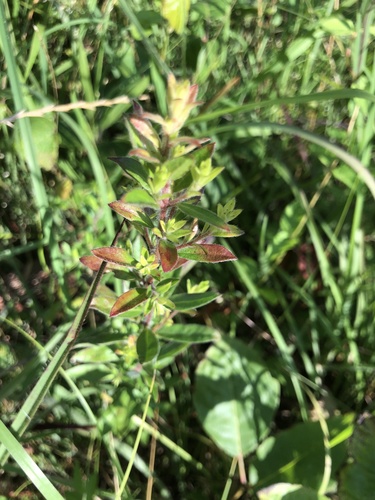 Hairy pinweed (Lechea mucronata)