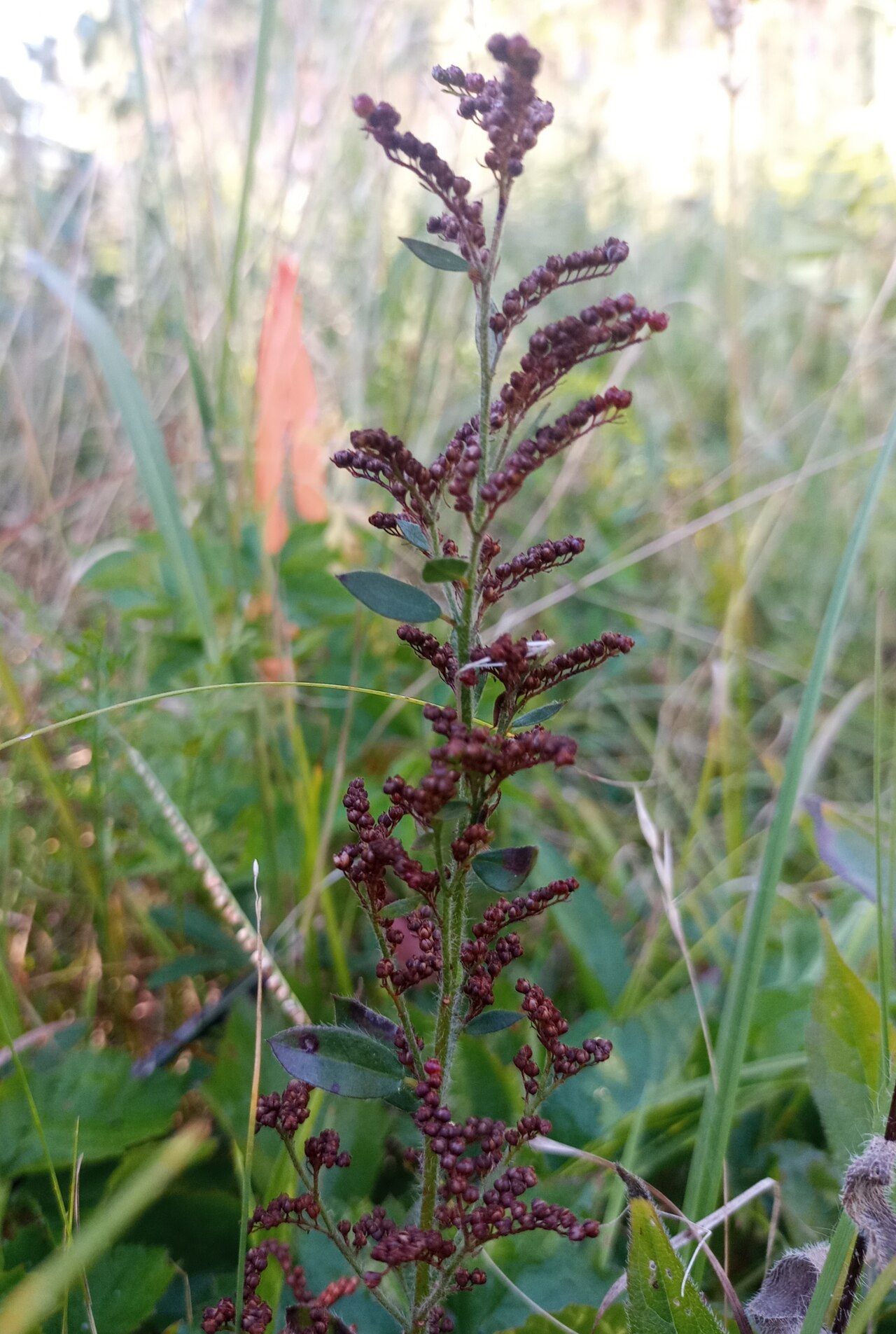Hairy pinweed: Hairy Pinweed