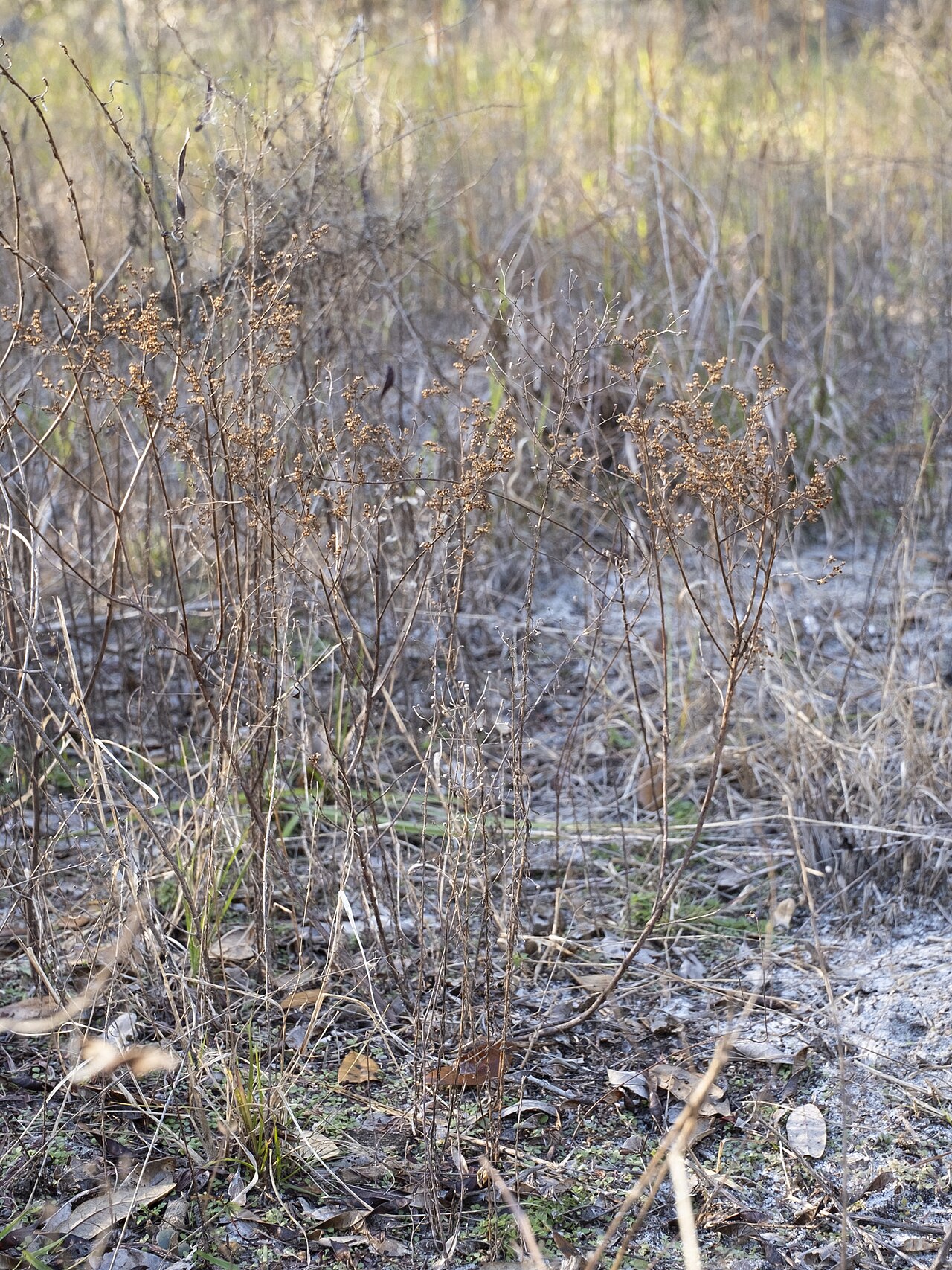 Hairy pinweed: Hairy Pinweed ( Lechea mucronata ) in the United States