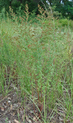 Hairy pinweed (Lechea mucronata)