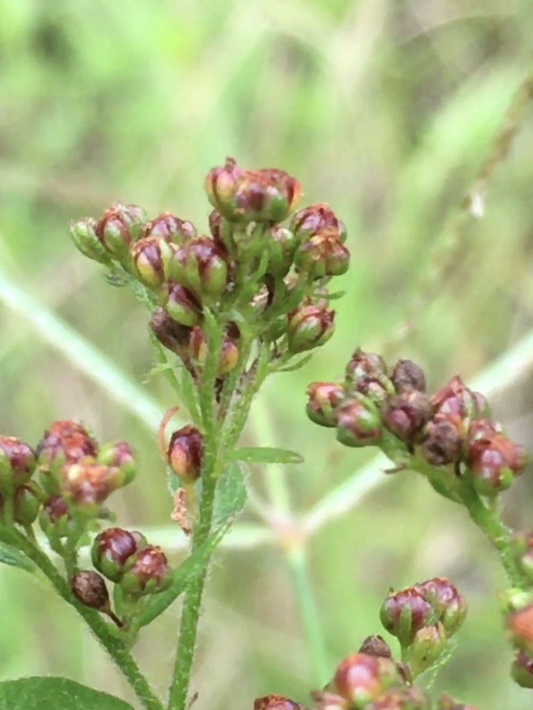 Hairy pinweed (Lechea mucronata)