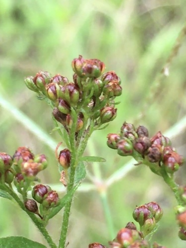 Hairy pinweed (Lechea mucronata)