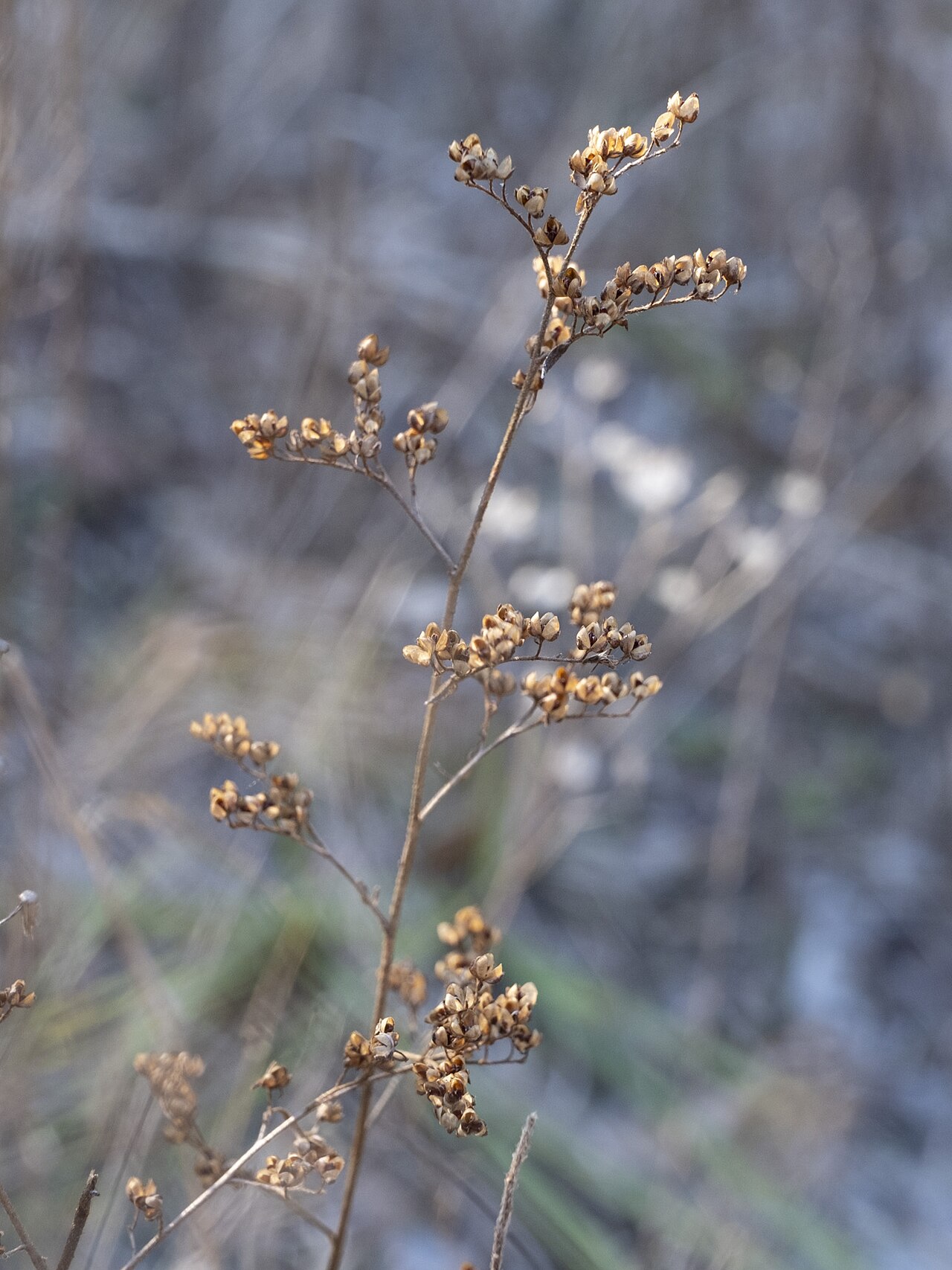 Hairy pinweed: Hairy Pinweed ( Lechea mucronata ) in the United States