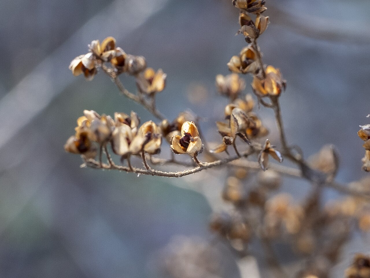 Hairy pinweed: Hairy Pinweed ( Lechea mucronata ) in the United States