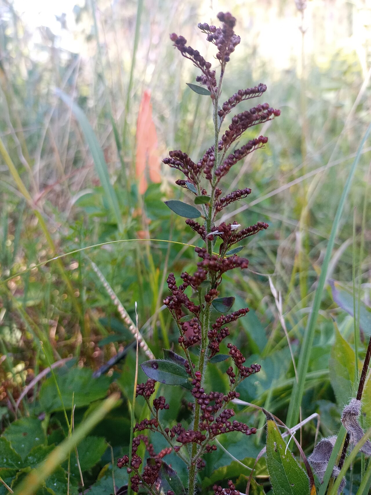 Hairy pinweed: Hairy Pinweed