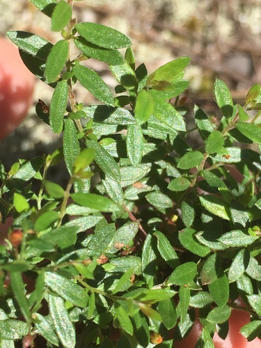 Illinois pinweed (Lechea racemulosa)