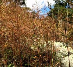 Illinois pinweed (Lechea racemulosa)