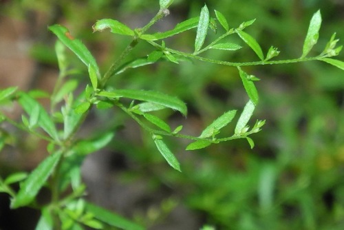Illinois pinweed (Lechea racemulosa)