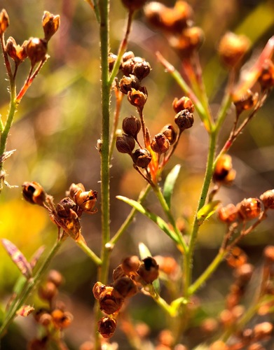 Illinois pinweed (Lechea racemulosa)