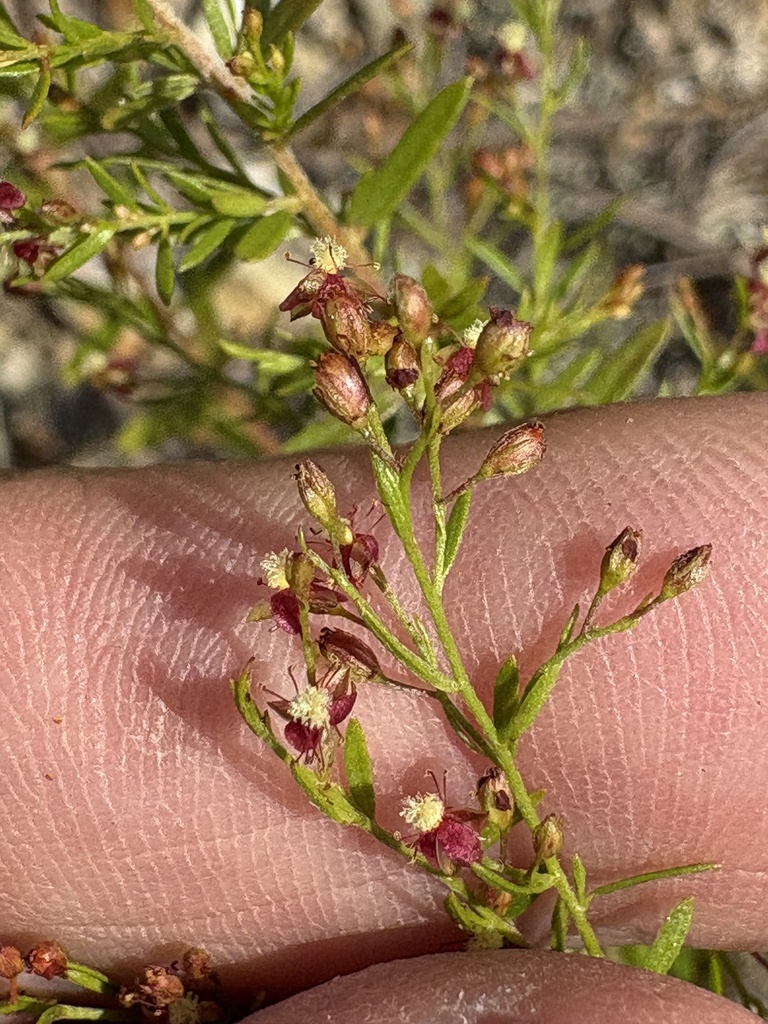 Illinois pinweed (Lechea racemulosa)