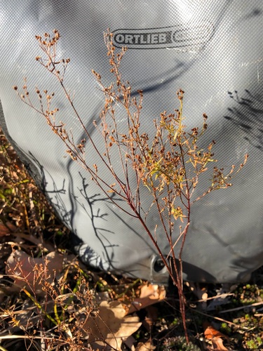Illinois pinweed (Lechea racemulosa)