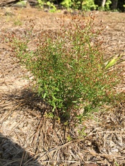 Illinois pinweed (Lechea racemulosa)