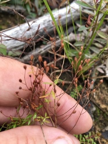 Illinois pinweed (Lechea racemulosa)