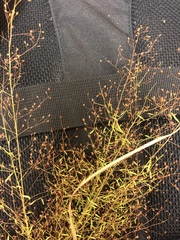 Illinois pinweed (Lechea racemulosa)