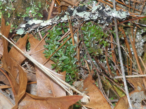 Illinois pinweed (Lechea racemulosa)