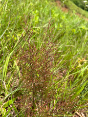 Illinois pinweed (Lechea racemulosa)