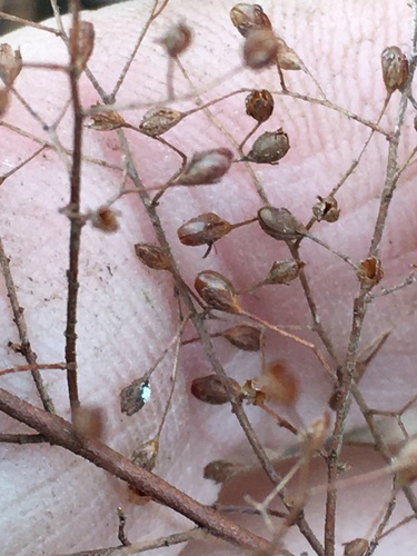 Illinois pinweed (Lechea racemulosa)