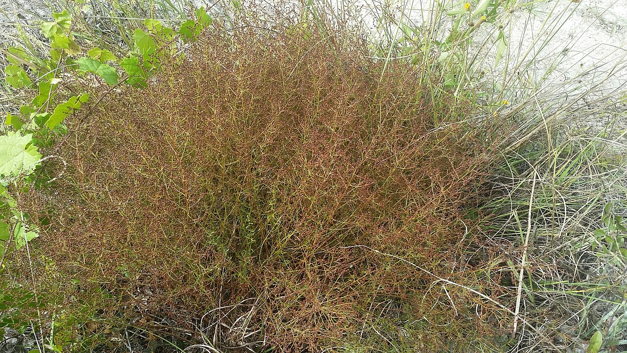 Pineland pinweed: pineland pinweed