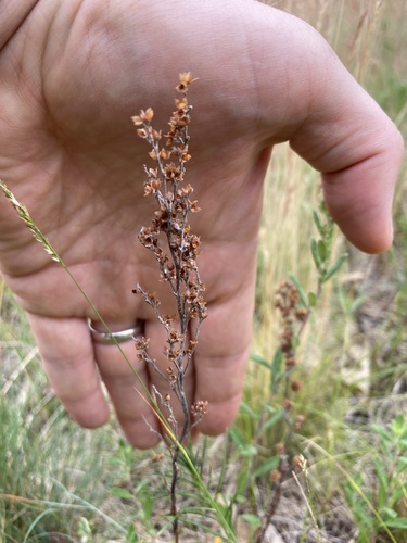 Prairie pinweed (Lechea stricta)