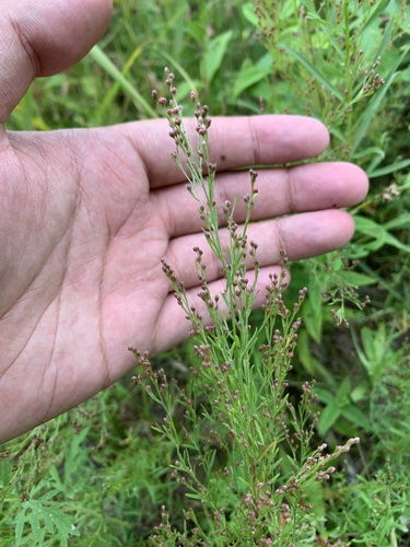Prairie pinweed (Lechea stricta)