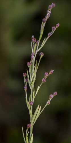 Prairie pinweed (Lechea stricta)