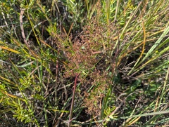 Prairie pinweed (Lechea stricta)