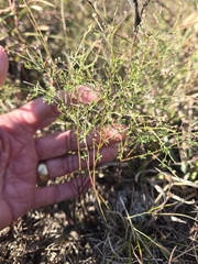 Narrowleaf pinweed (Lechea tenuifolia)