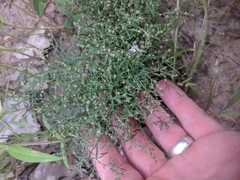 Narrowleaf pinweed (Lechea tenuifolia)