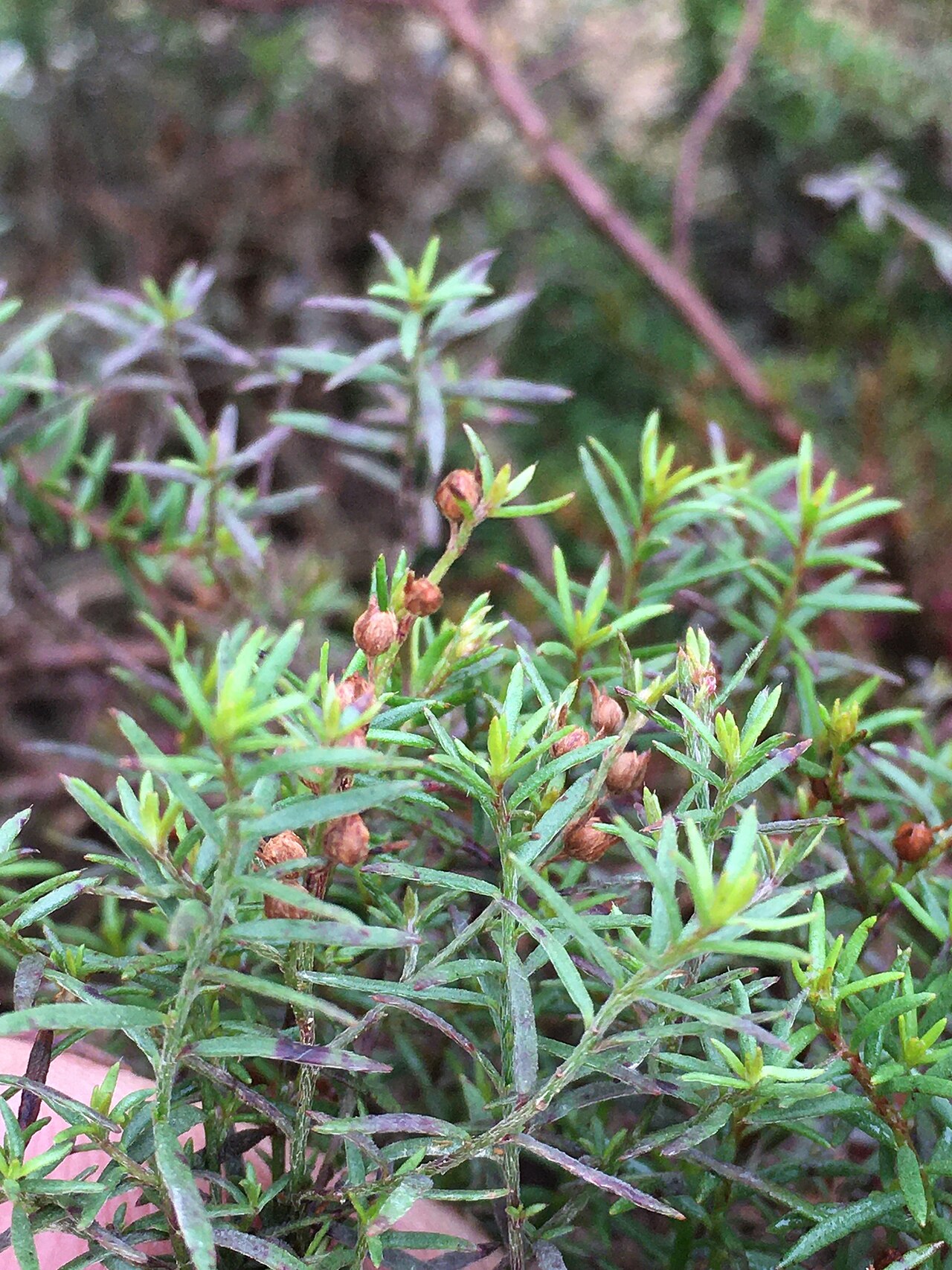 Narrowleaf pinweed: slender pinweed
