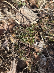 Narrowleaf pinweed (Lechea tenuifolia)