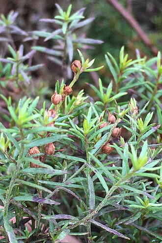 Narrowleaf pinweed: slender pinweed