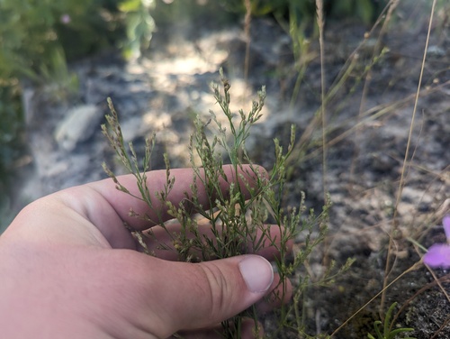Narrowleaf pinweed (Lechea tenuifolia)