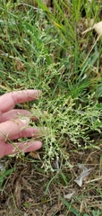 Narrowleaf pinweed (Lechea tenuifolia)