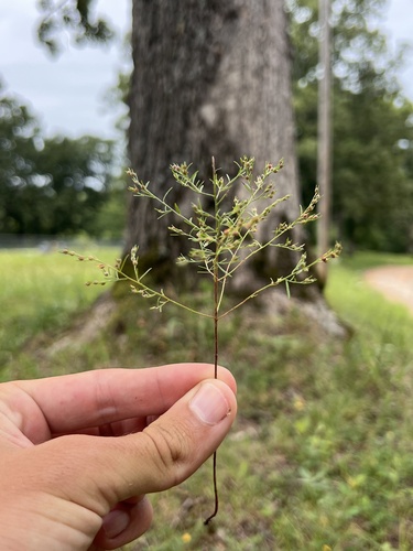 Narrowleaf pinweed (Lechea tenuifolia)