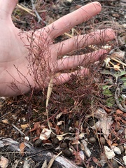 Narrowleaf pinweed (Lechea tenuifolia)