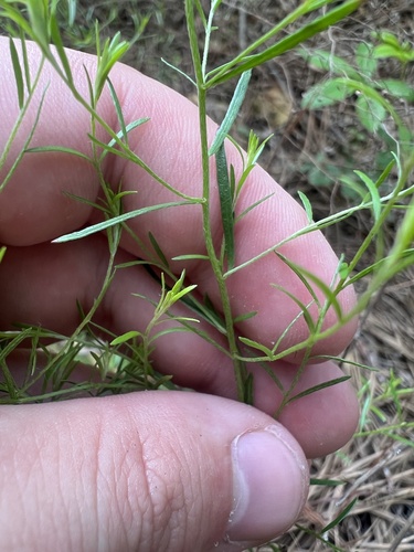 Narrowleaf pinweed (Lechea tenuifolia)