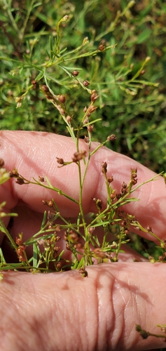 Narrowleaf pinweed (Lechea tenuifolia)