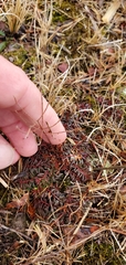 Narrowleaf pinweed (Lechea tenuifolia)