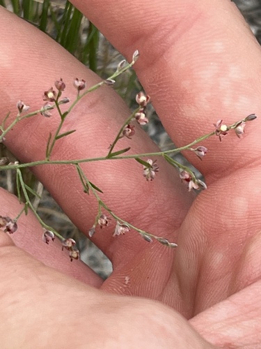 Piedmont pinweed (Lechea torreyi)