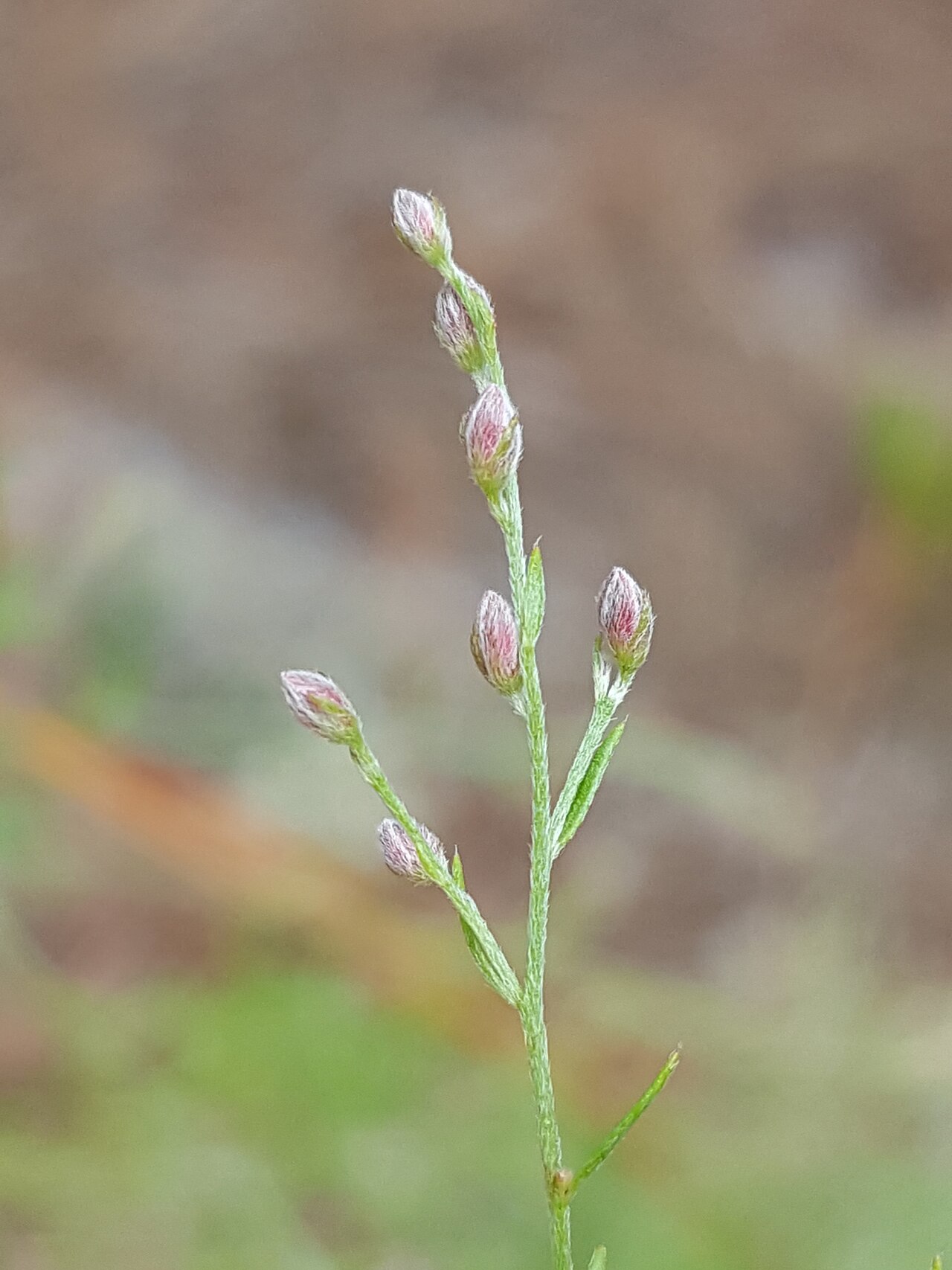 Piedmont pinweed: Sandhill Pinweed ( Lechea torreyi ) in the United States