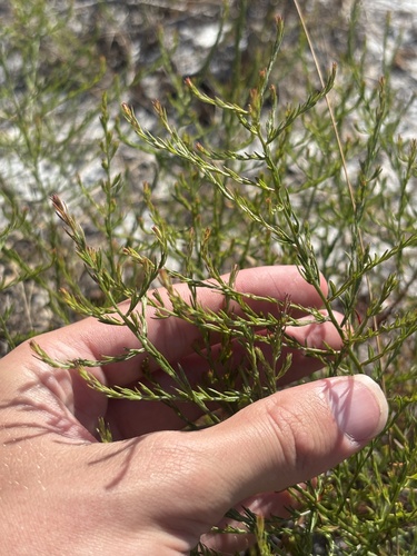Piedmont pinweed (Lechea torreyi)