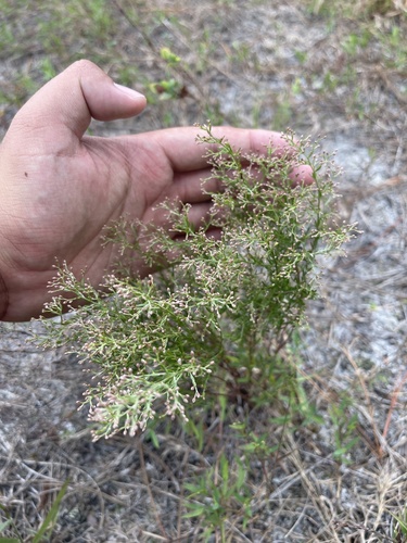 Piedmont pinweed (Lechea torreyi)