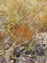 Piedmont pinweed (Lechea torreyi)