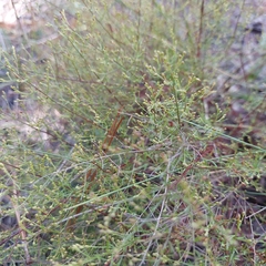 Piedmont pinweed (Lechea torreyi)